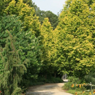 2008 Metasequoia Allee